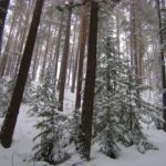 Деревья в пушистом снегу